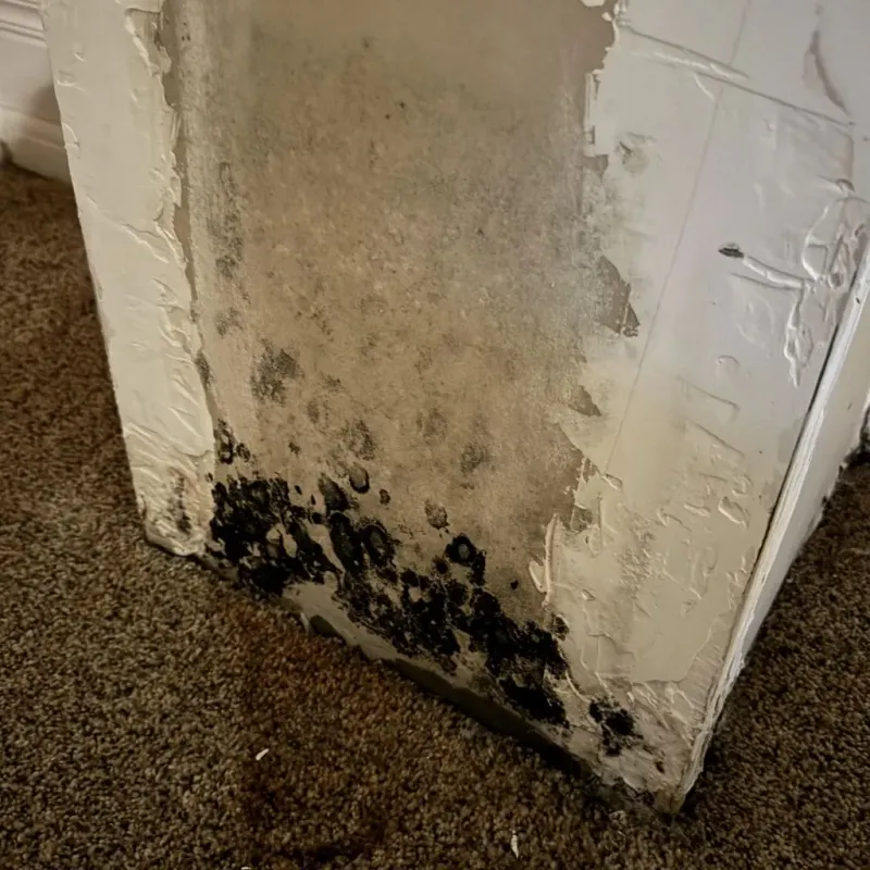 Professional Mold Removal in Freestone County, TX